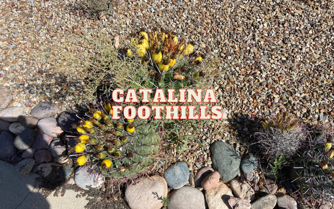 What to know about selling a property in probate in Catalina Foothills AZ